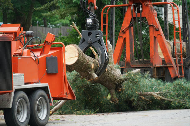 How Our Tree Care Process Works  in  Waldport, OR